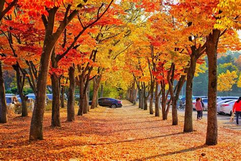 Must Visit Place To Enjoy Autumn In South Korea Autumn In Korea Jeju