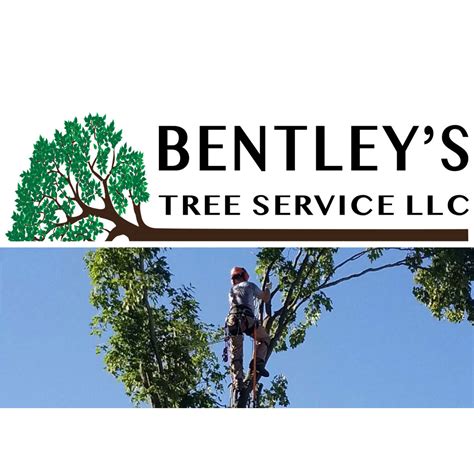 Bentleys Tree Service Professional Arborist Services Including Tree