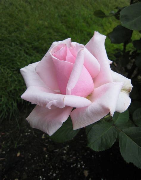 Hybrid Tea Roses List Hybridtearoses Hybrid Tea Roses Tea Roses