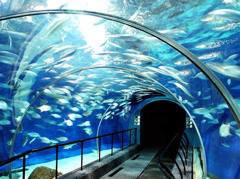 An Underwater Escalator Shanghais Aquarium Takes You Up Close For A