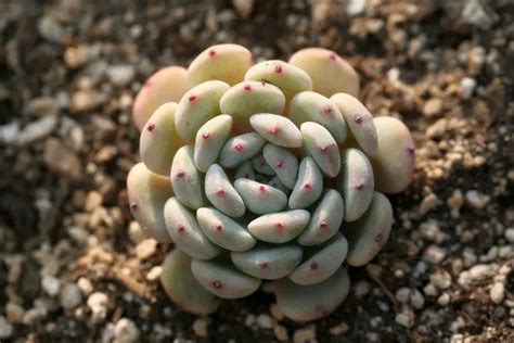 Can Succulents Grow In Sand Things You Need To Know