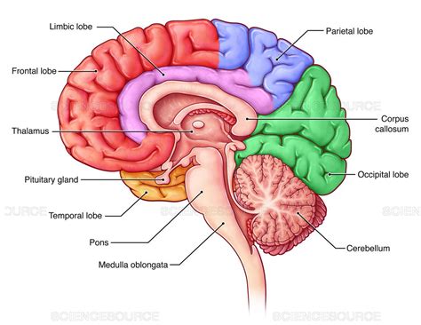 Lobes Of The Brain Sagittal View Occipital Lobe Corpus Callosum