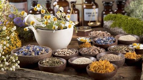 Medicina Tradicional Mexicana 5 Plantas Medicinales Usos Y Beneficios