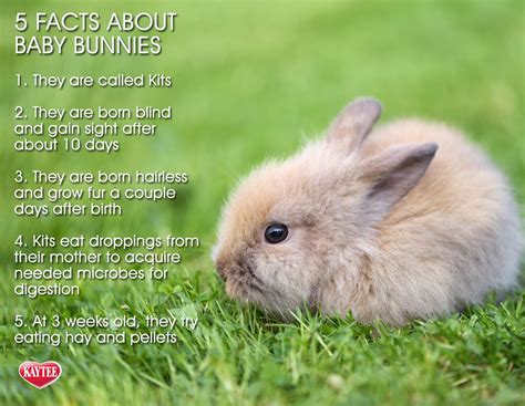 Facts About Baby Bunnies Bunnies Petrabbit Small Pets Baby Facts