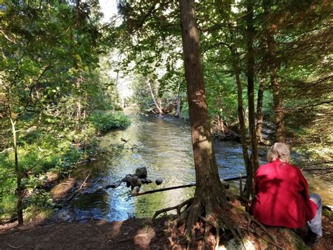 Forest Bathing Practice Calls For Stillness In Nature Go Record
