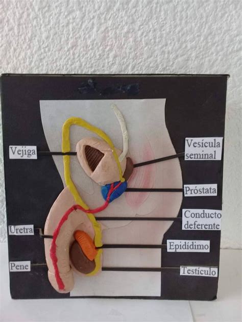 Desarrollo Físico Y Salud Biology Projects Fun Science Anatomy Lessons