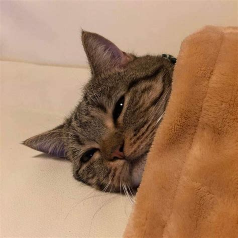 Sleep Cat Memes For A Brighter Day