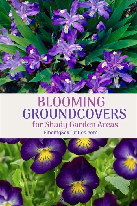 16 Best Flowering Ground Covers For Shade Ground Cover Shade Garden