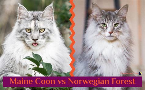 Take a look at our norwegian forest cat breed guide here if you are thinking of bringing one home. Maine Coon vs Norwegian Forest Cat 101 - Are They Twins ...