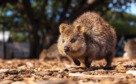 Quokkas Why We Need To Look Beyond The Smile Australian Geographic