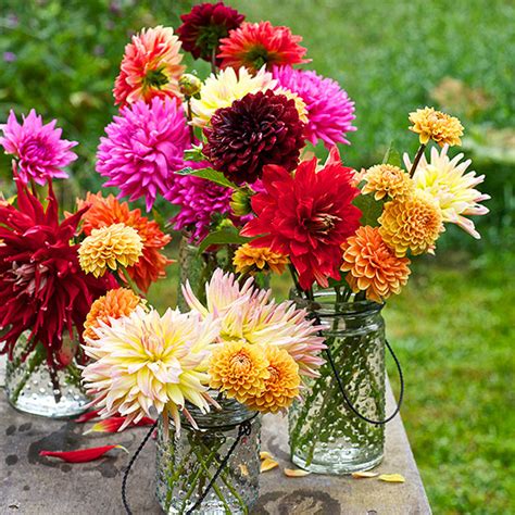 Texas is one of the southern most states in the united states of america. Winter Flowers for the South | Better Homes & Gardens