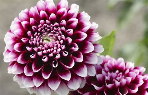 View all beautiful flowers pictures. Most Beautiful Flower Species in The World 2017, Top 10 List