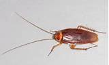 Pictures of Small Cockroach