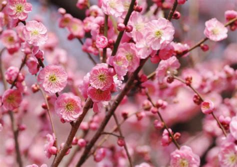 Prunus Roseoplena Pink Flowering Peach Hello Hello Plants