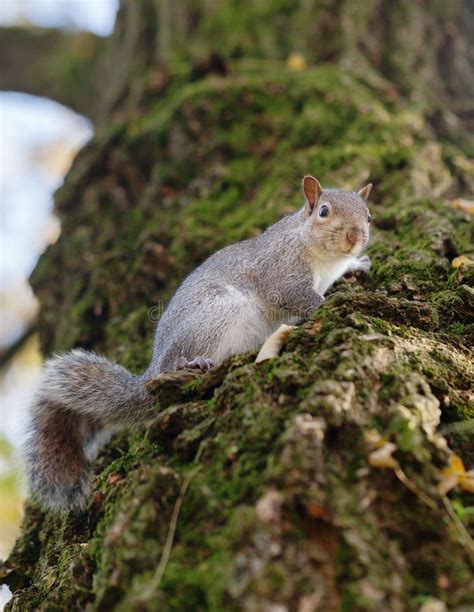Squirrel And The Autumn Leaves Stock Image Image Of Tree Gray 62095143