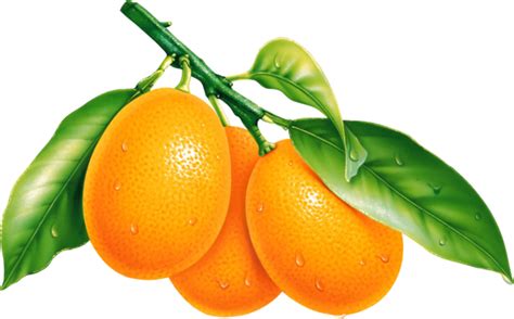 Oranges With Leaves On Branch Png Transparent Image Download Size