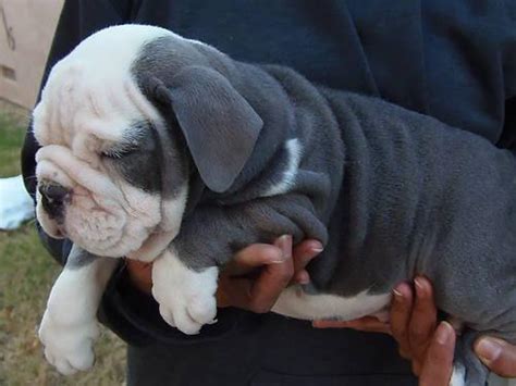 The english bulldog is an affectionate, loving companion breed with a sociable and sweet personality. Light Blue English bulldog male 10 weeks old for sale for ...