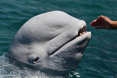 2 Beluga Whales Captured In Russia And Sold To Chinese Water Park Freed