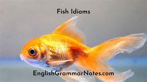 Fish Idioms List Of Fish Idioms With Meaning And Examples English