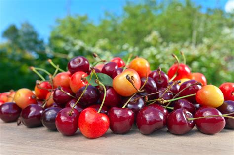 What Are The Different Types Of Cherries Nutrineat
