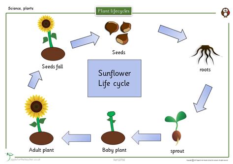 Ks2 Life Cycle Of A Flower