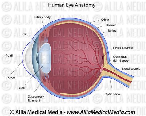 The classic example of an eye test is the snellen eye chart, developed by dutch eye doctor hermann snellen in the 1860s. Alila Medical Media | Eye anatomy labeled diagram ...