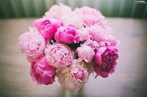 Pink Peony Wallpapers 57 Images