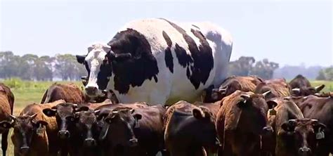Worlds Biggest Cow Weighs More Than A Car And Is Too Beefy To Be