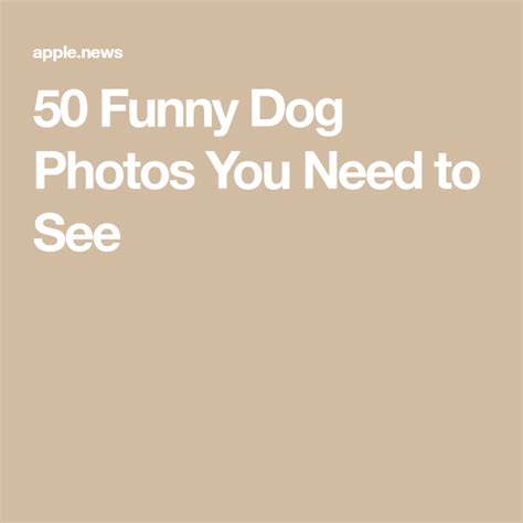 50 Funny Dog Photos You Need To See Funny Dog Photos Funny Dogs