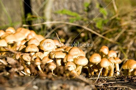 Non Edible Mushrooms Royalty Free Stock Image Storyblocks