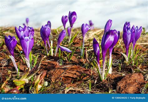 Purple Crocus Flowers On Spring Mountain Stock Image Image Of