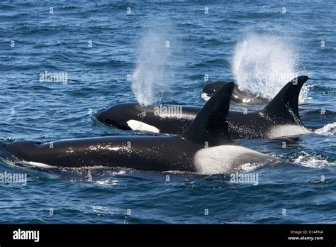 Killer Whales Transient Typeorcinus Orcaphotographed In Monterey Bay