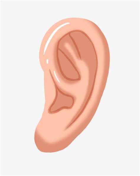 Human Organs Illustration White Transparent Human Organs Ear