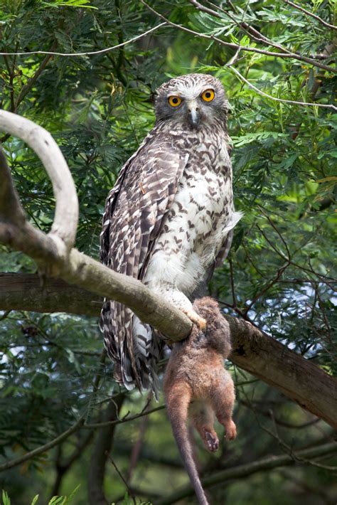 Owls are also known to eat insects, spiders, lizards, frogs, and snails. Powerful owl - Wikipedia