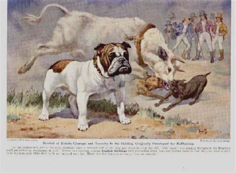 However, these names refer to three related, but separate dogs. Deco Dog's Ephemera - bulldog