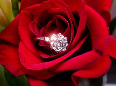 Diamonds And Roses Beautiful Beauty Rose