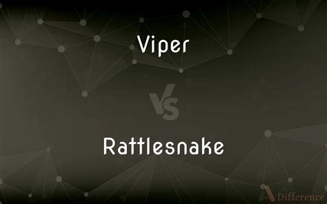 Viper Vs Rattlesnake — Whats The Difference
