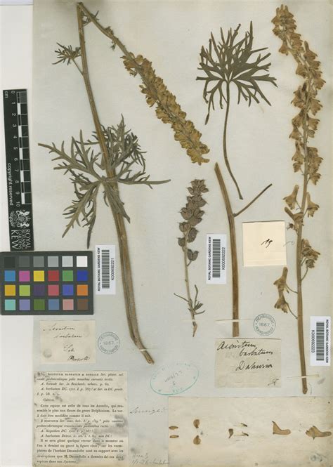 Aconitum Barbatum Patrin Ex Pers Plants Of The World Online Kew