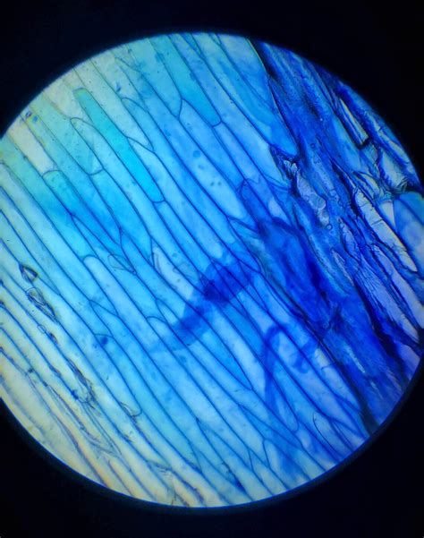 Stained Onion Skin Cell Layout Microscope Image Print Etsy