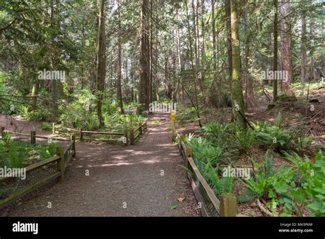 A Pathway Is Marked Off Through A Vancouver Rain Forest About 255 Of