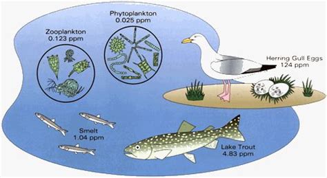 The food chain starts with the producer or plants that convert solar energy into the usable form of energy (food) by the process of photosynthesis which is then eaten by consumers. Ecosystems.html