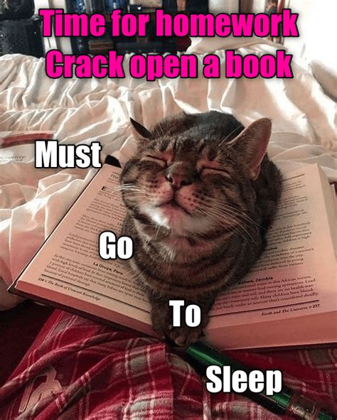 Homework Is Good For Sleeping Funny Cat Memes Funny Cats Animals And