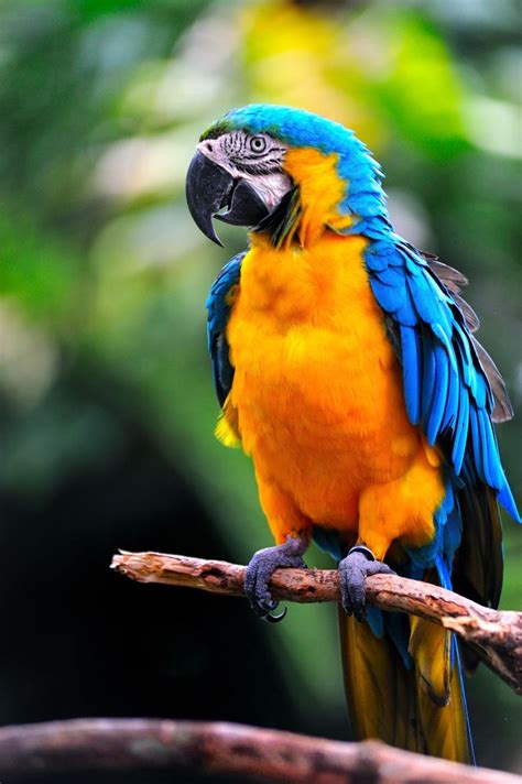Colourful Parrot By ~the Flowerman Colorful Parrots Parrot