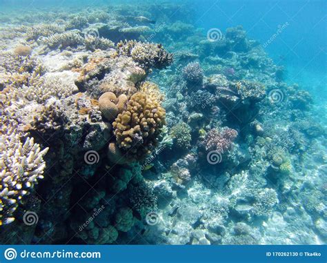 Coral On The Reef Red Sea Stock Photo Image Of Ecosystem 170262130