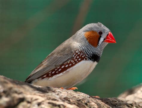 Zebra Finch Facts As Pets Care Temperament Pictures Singing Wings