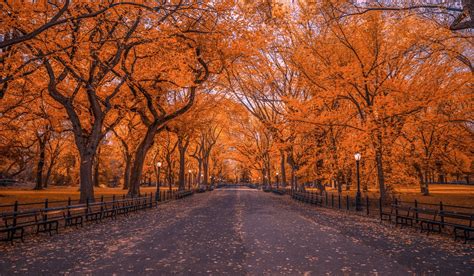 Foliage Man Made Tree Central Park Fall New York Park 1080p Hd