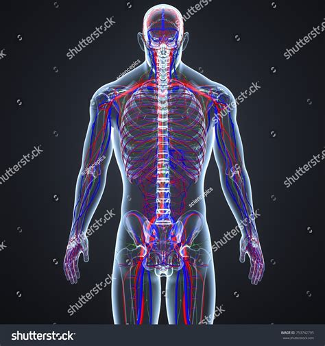 Circulatory System Lymph Nodes 3d Illustration Stock Illustration