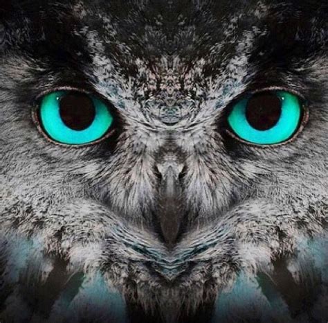 Pretty Blue Eyes Owl Ojos De Animales Ojos De Buho