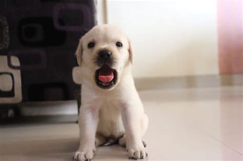 How Much Is A Labrador Puppy In India