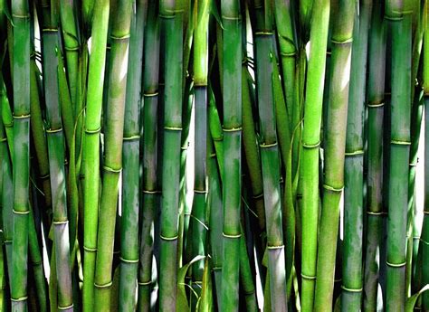 Bambou For T Vert Photo Gratuite Sur Pixabay